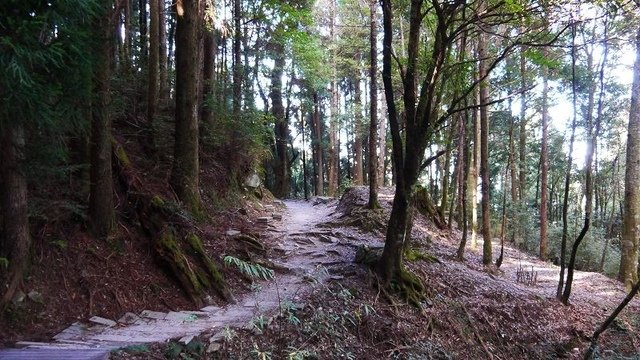 2019-11-22 13-00-15(001).jpg - 20191122_觀霧_檜山巨木步道_去程