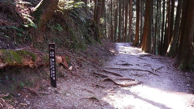 2019-11-22 13-02-14(001).jpg - 20191122_觀霧_檜山巨木步道_去程