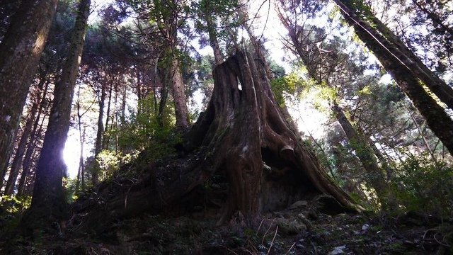 2019-11-22 13-05-15(001).jpg - 20191122_觀霧_檜山巨木步道_去程