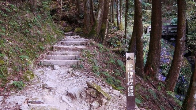 2019-11-22 13-05-43(001).jpg - 20191122_觀霧_檜山巨木步道_去程