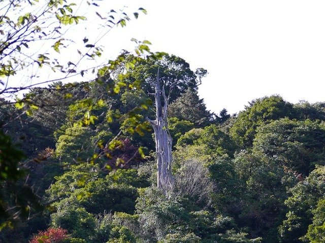 2019-11-22 13-12-05(001).jpg - 20191122_觀霧_檜山巨木步道_去程