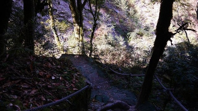 2019-11-22 13-13-22(001).jpg - 20191122_觀霧_檜山巨木步道_去程