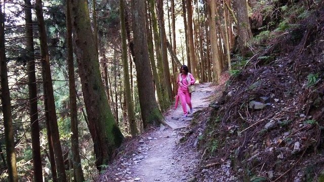 2019-11-22 13-21-14(001).jpg - 20191122_觀霧_檜山巨木步道_去程