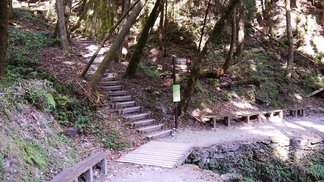 2019-11-22 13-21-57(001).jpg - 20191122_觀霧_檜山巨木步道_去程