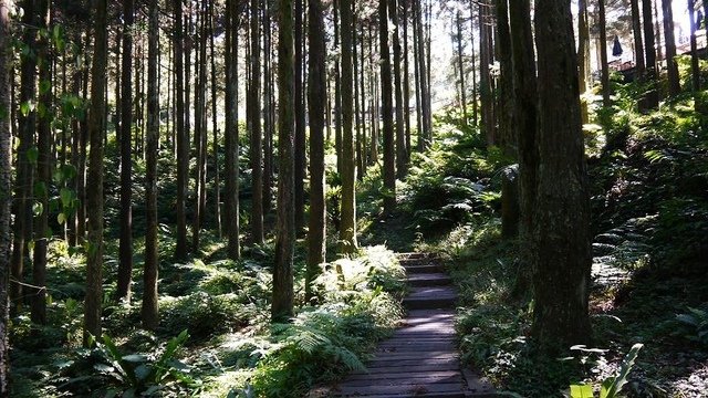 2019-11-16 11-56-12(001).jpg - 20191116_三峽_台灣農林熊空茶園_柳杉林步道