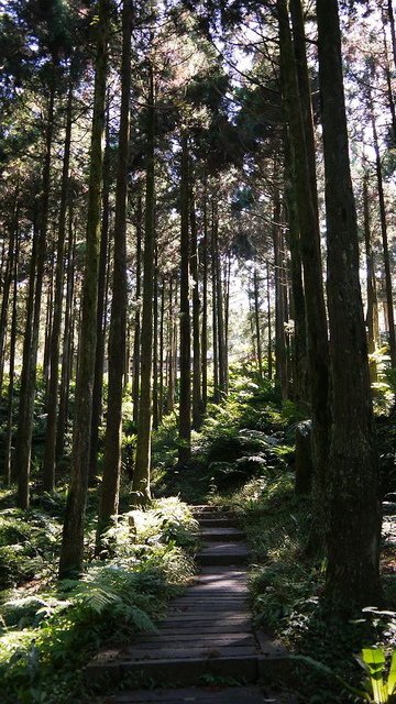 2019-11-16 11-56-15(001).jpg - 20191116_三峽_台灣農林熊空茶園_柳杉林步道