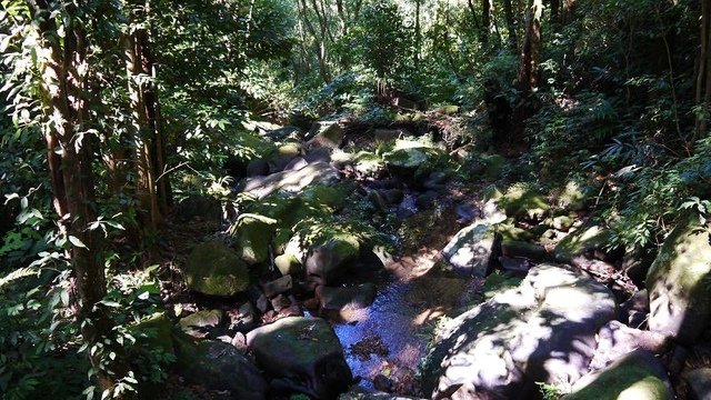 2019-11-16 11-57-06(001).jpg - 20191116_三峽_台灣農林熊空茶園_柳杉林步道