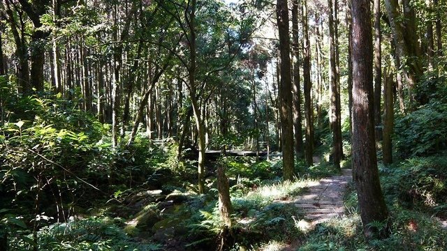 2019-11-16 12-02-28(001).jpg - 20191116_三峽_台灣農林熊空茶園_柳杉林步道