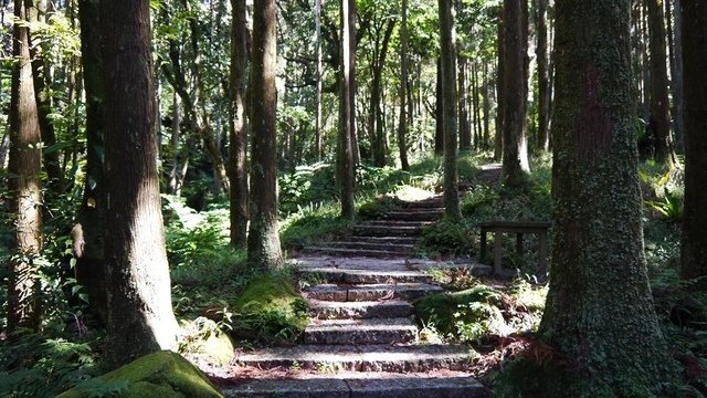 2019-11-16 12-04-39(001).jpg - 20191116_三峽_台灣農林熊空茶園_柳杉林步道