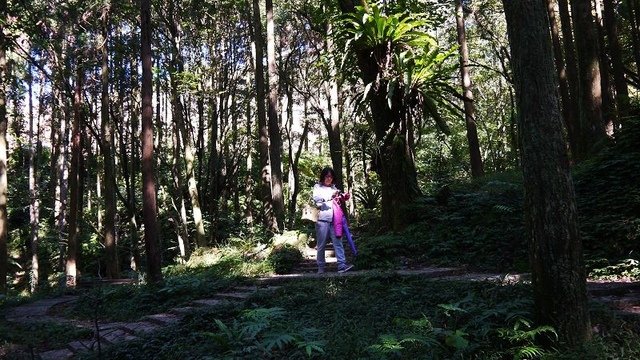 2019-11-16 12-07-02(001).jpg - 20191116_三峽_台灣農林熊空茶園_柳杉林步道