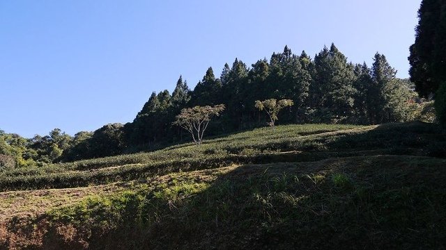 2019-11-16 10-50-00(001).jpg - 20191116_三峽_台灣農林熊空茶園_茶園區