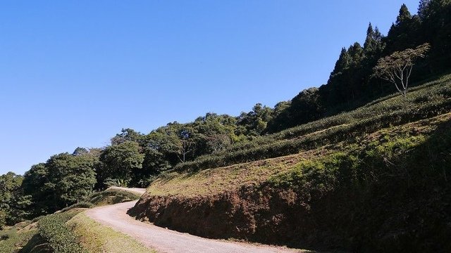 2019-11-16 10-50-09(001).jpg - 20191116_三峽_台灣農林熊空茶園_茶園區