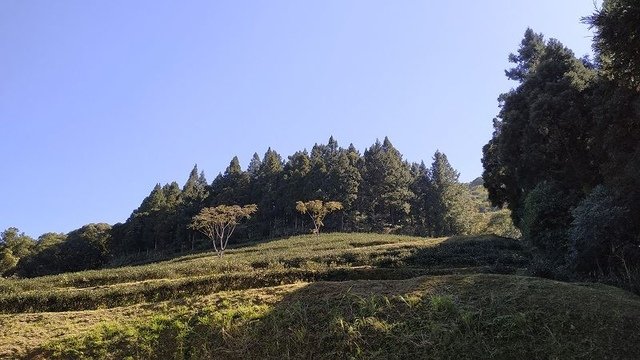 2019-11-16 10-50-58(001).jpg - 20191116_三峽_台灣農林熊空茶園_茶園區