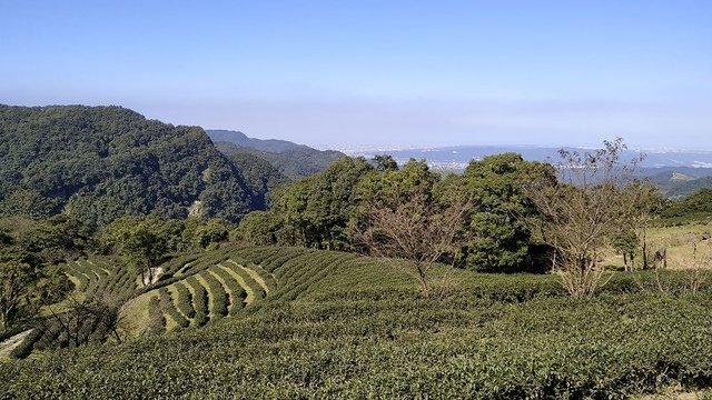 2019-11-16 10-53-42(001).jpg - 20191116_三峽_台灣農林熊空茶園_茶園區