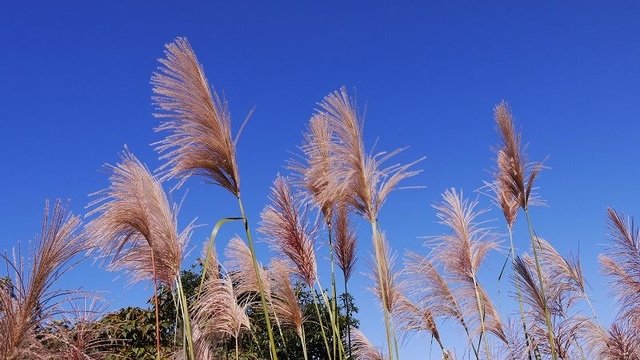 2019-11-16 10-53-48(001).jpg - 20191116_三峽_台灣農林熊空茶園_茶園區