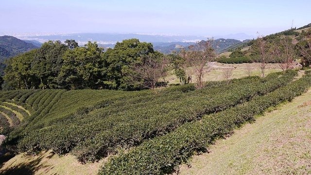 2019-11-16 10-54-37(001).jpg - 20191116_三峽_台灣農林熊空茶園_茶園區