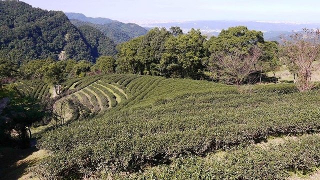 2019-11-16 10-54-51(001).jpg - 20191116_三峽_台灣農林熊空茶園_茶園區