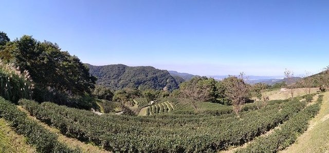 2019-11-16 10-59-01 (2)(001).jpg - 20191116_三峽_台灣農林熊空茶園_茶園區