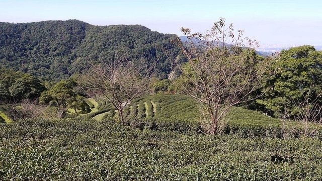 2019-11-16 10-59-26(001).jpg - 20191116_三峽_台灣農林熊空茶園_茶園區