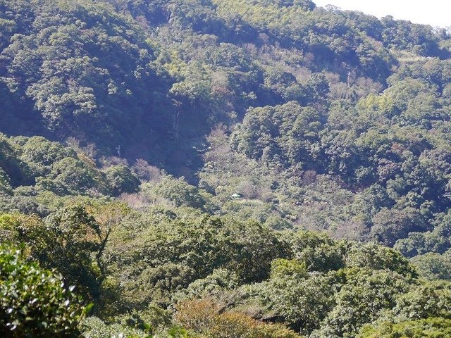 2019-11-16 11-02-28(001).jpg - 20191116_三峽_台灣農林熊空茶園_茶園區