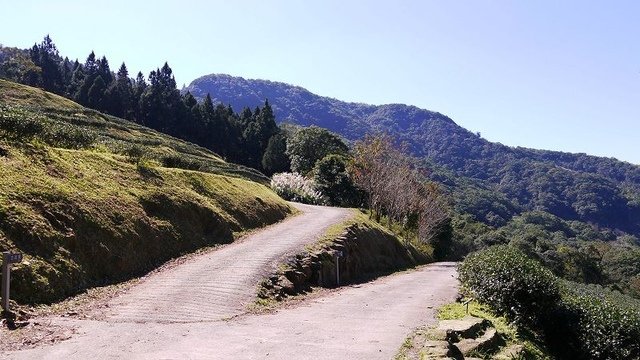 2019-11-16 11-02-34(001).jpg - 20191116_三峽_台灣農林熊空茶園_茶園區