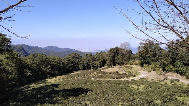 2019-11-16 11-07-47(001).jpg - 20191116_三峽_台灣農林熊空茶園_茶園區