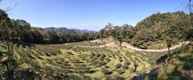 2019-11-16 11-10-55(001).jpg - 20191116_三峽_台灣農林熊空茶園_茶園區