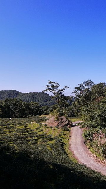 2019-11-16 11-12-31(001).jpg - 20191116_三峽_台灣農林熊空茶園_茶園區