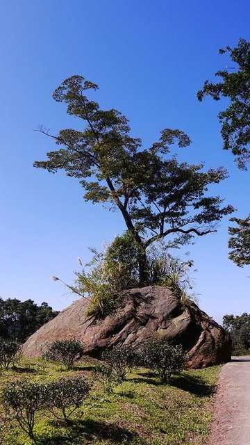 2019-11-16 11-15-25(001).jpg - 20191116_三峽_台灣農林熊空茶園_茶園區