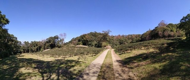 2019-11-16 11-17-41(001).jpg - 20191116_三峽_台灣農林熊空茶園_茶園區