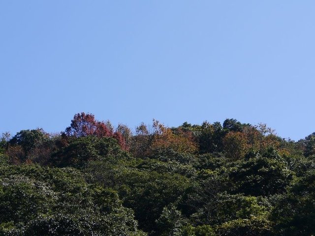 2019-11-16 11-21-22(001).jpg - 20191116_三峽_台灣農林熊空茶園_茶園區