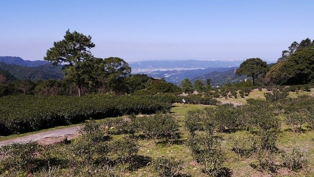 2019-11-16 11-21-40(001).jpg - 20191116_三峽_台灣農林熊空茶園_茶園區