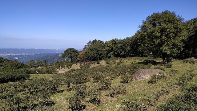 2019-11-16 11-21-56(001).jpg - 20191116_三峽_台灣農林熊空茶園_茶園區