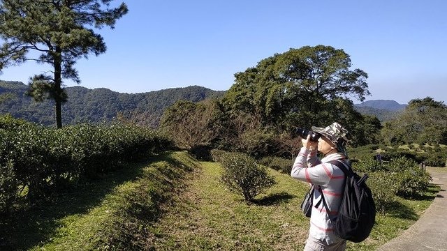 2019-11-16 11-24-14(001).jpg - 20191116_三峽_台灣農林熊空茶園_茶園區