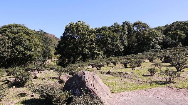 2019-11-16 11-25-03(001).jpg - 20191116_三峽_台灣農林熊空茶園_茶園區