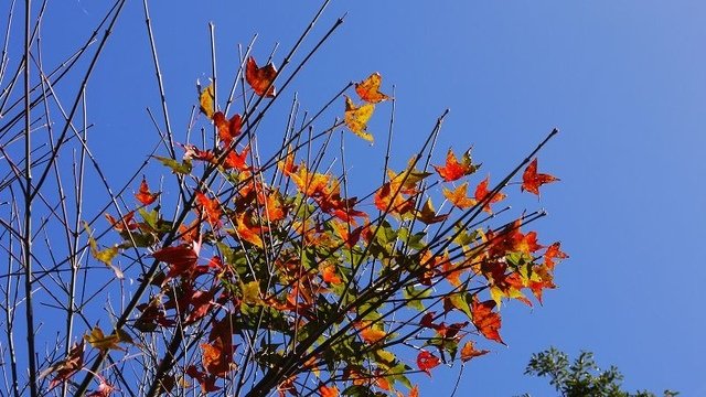 2019-11-16 11-30-11(001).jpg - 20191116_三峽_台灣農林熊空茶園_茶園區