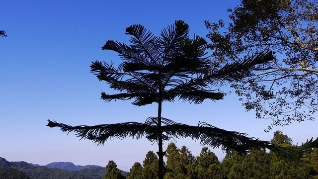 2019-11-16 11-34-22(001).jpg - 20191116_三峽_台灣農林熊空茶園_茶園區