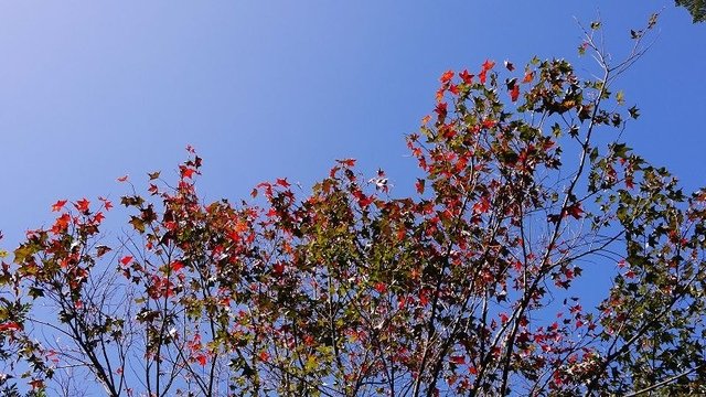 2019-11-16 11-36-10(001).jpg - 20191116_三峽_台灣農林熊空茶園_茶園區