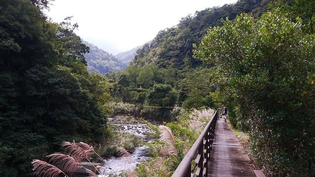 2019-11-09 10-35-56(001).jpg - 20191109_三峽_滿月圓_蚋仔溪生態步道