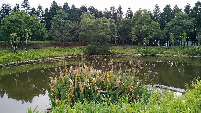 2019-09-07 18-03-11(001).jpg - 20190907_中壢_過嶺森林公園