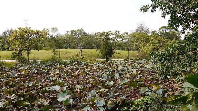 2019-09-07 15-10-07(001).jpg - 20190907_桃園_山豬湖生態親水園區