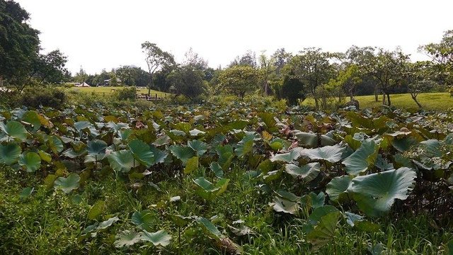 2019-09-07 15-12-35(001).jpg - 20190907_桃園_山豬湖生態親水園區