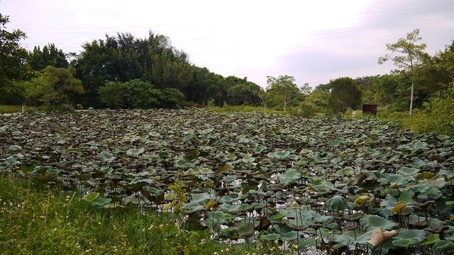 2019-09-07 15-17-01(001).jpg - 20190907_桃園_山豬湖生態親水園區