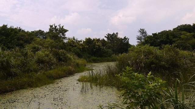 2019-09-07 15-23-22(001).jpg - 20190907_桃園_山豬湖生態親水園區