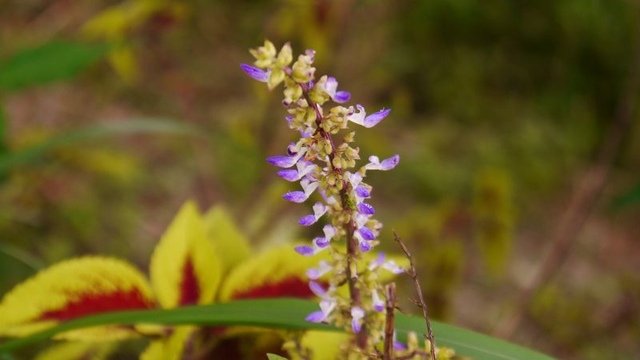 2019-09-07 15-25-48(001).jpg - 20190907_桃園_山豬湖生態親水園區