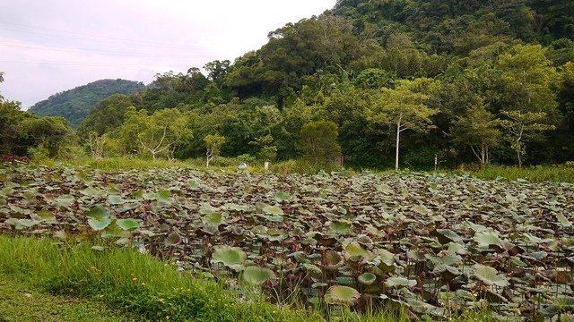 2019-09-07 15-41-45(001).jpg - 20190907_桃園_山豬湖生態親水園區