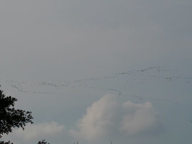 2019-09-07 15-46-27(001).jpg - 20190907_桃園_山豬湖生態親水園區