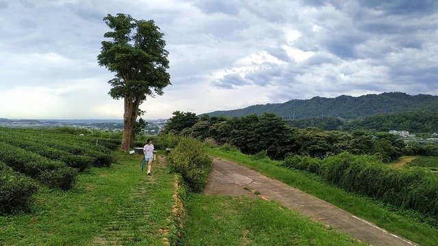 2019-08-24 14-45-35(001).jpg - 20190823_銅鑼_台灣農林銅鑼茶廠