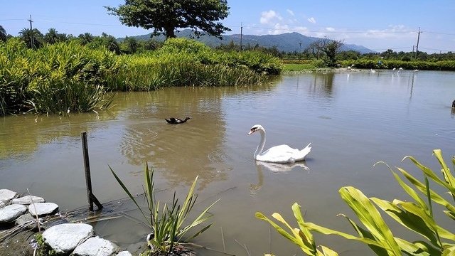 2019-07-14 10-49-17(001).jpg - 20190714_花蓮_吉安_台開心農場