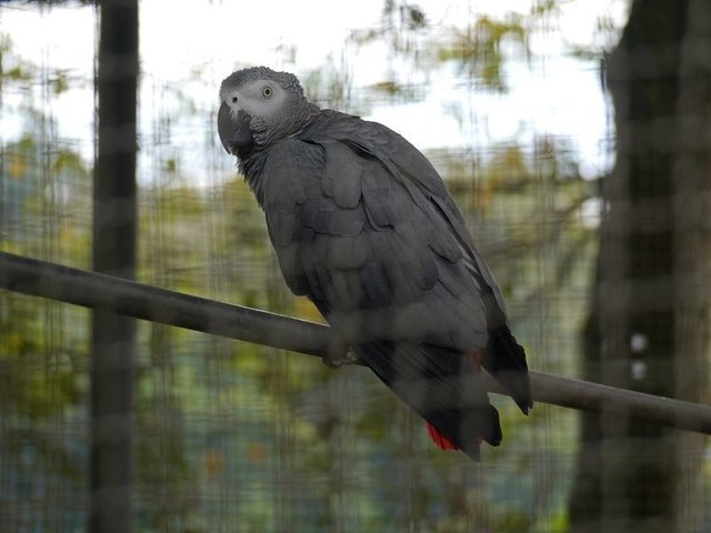 2018-01-27 14-58-55(001).jpg - 20180127_柳營_南元休閒農場7_生態保育鳥園